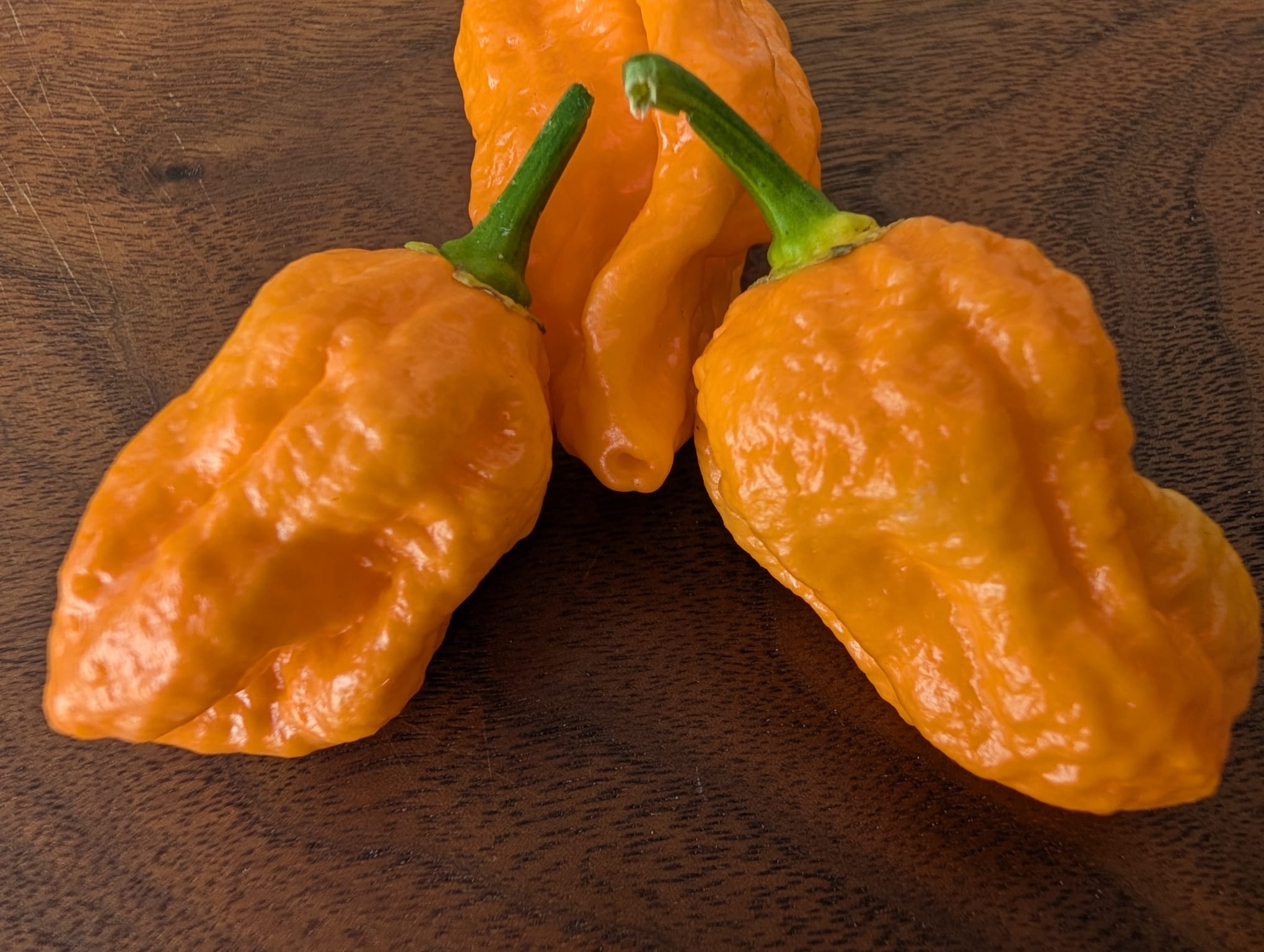 Harvested chillies
